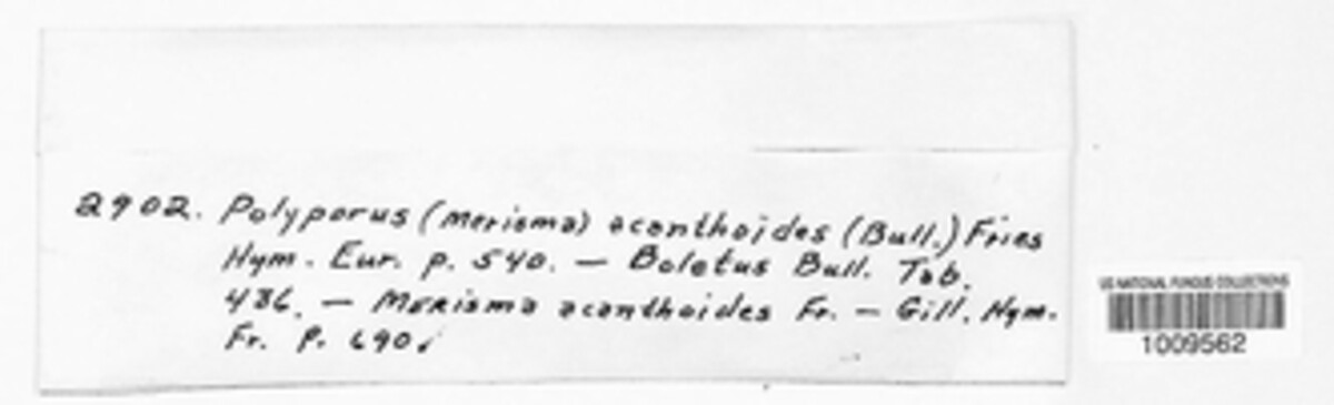 Grifola acanthoides image